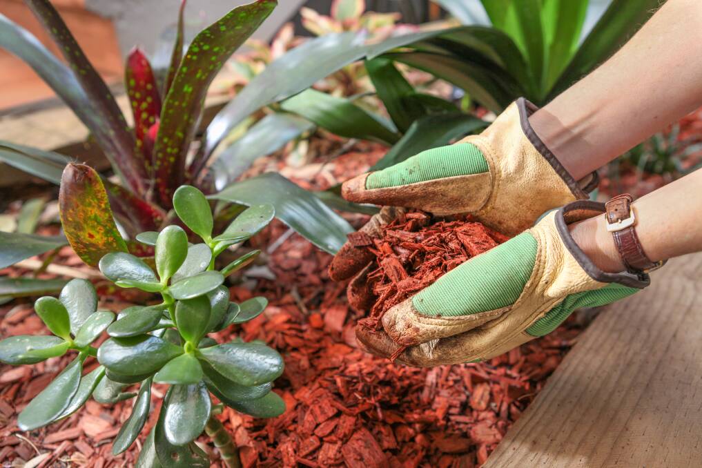 Get prepared: Mulching can help keep soil cool and help your plants survive those hot summer days.
