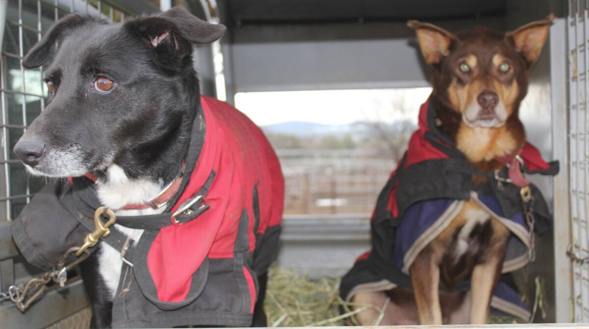 STAYING WARM: These dogs are rugged up while they take time out at the Wagga Livestock Marketing Centre.