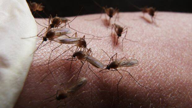 Mosquitoes out to ‘suck your blood’
