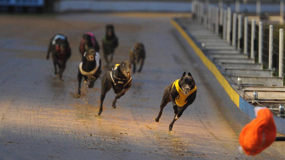 UNCERTAIN FATE: Greyhound racing at Wagga Showground. 