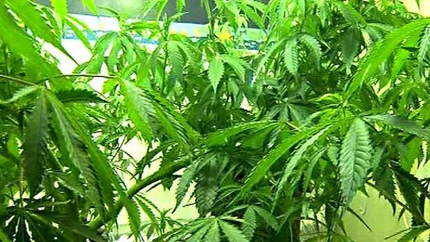 Poll shows cannabis cure a must