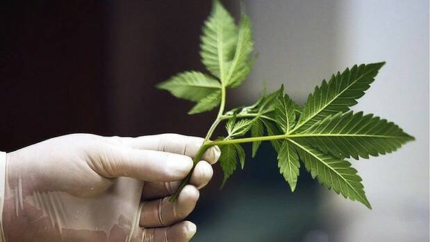 Cannabis campaigners criticise trials | Poll