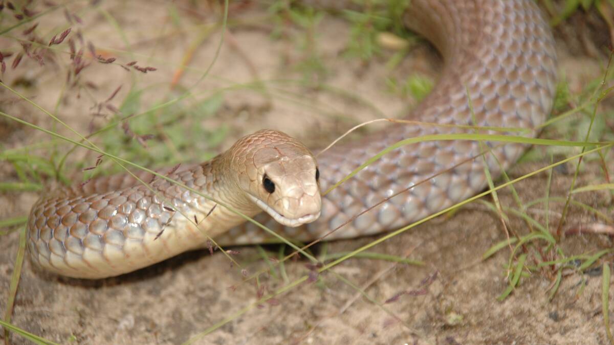 Snake handler urges respect for native reptiles