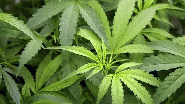 Cops’ cannabis haul at Hay