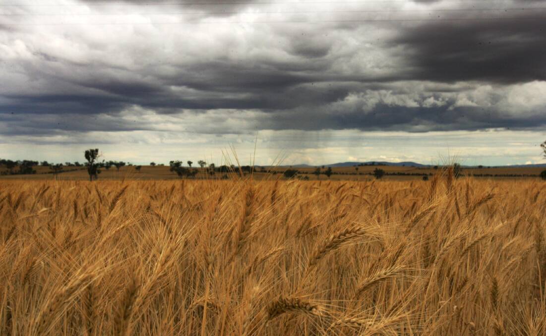 CALM BEFORE THE STORM: Rains are providing some much needed relief for farmers punished by a record dry June. 