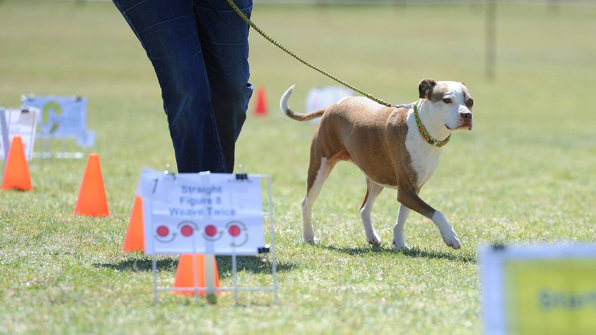 TOUGH COMPETITION: Zipper, the American Staffy taking on each challenge. Owner Raegan Petzel is a Wagga club member. Picture: Laura Hardwick 