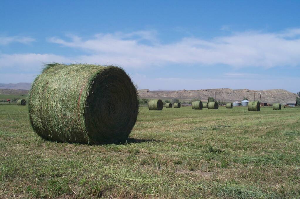 It's been a quiet year for hay, according to local suppliers. Picture: Wikimedia commons 