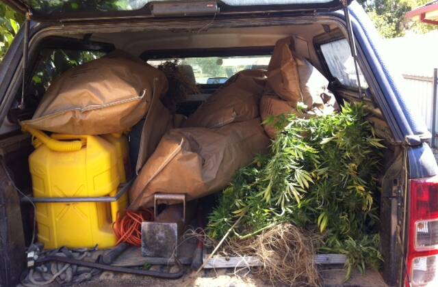 CANNABIS: Hydroponic cannabis in the back of a police vehicle. Picture: NSW Police