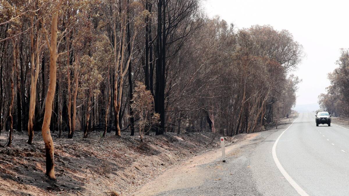 STILL RECOVERING: Burnt trees line the Snowy Mountains Highway near Adelong at the start of the year.