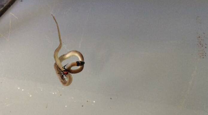 WAR: A brown snake takes on a redback at Morundah pub. Picture: Facebook
