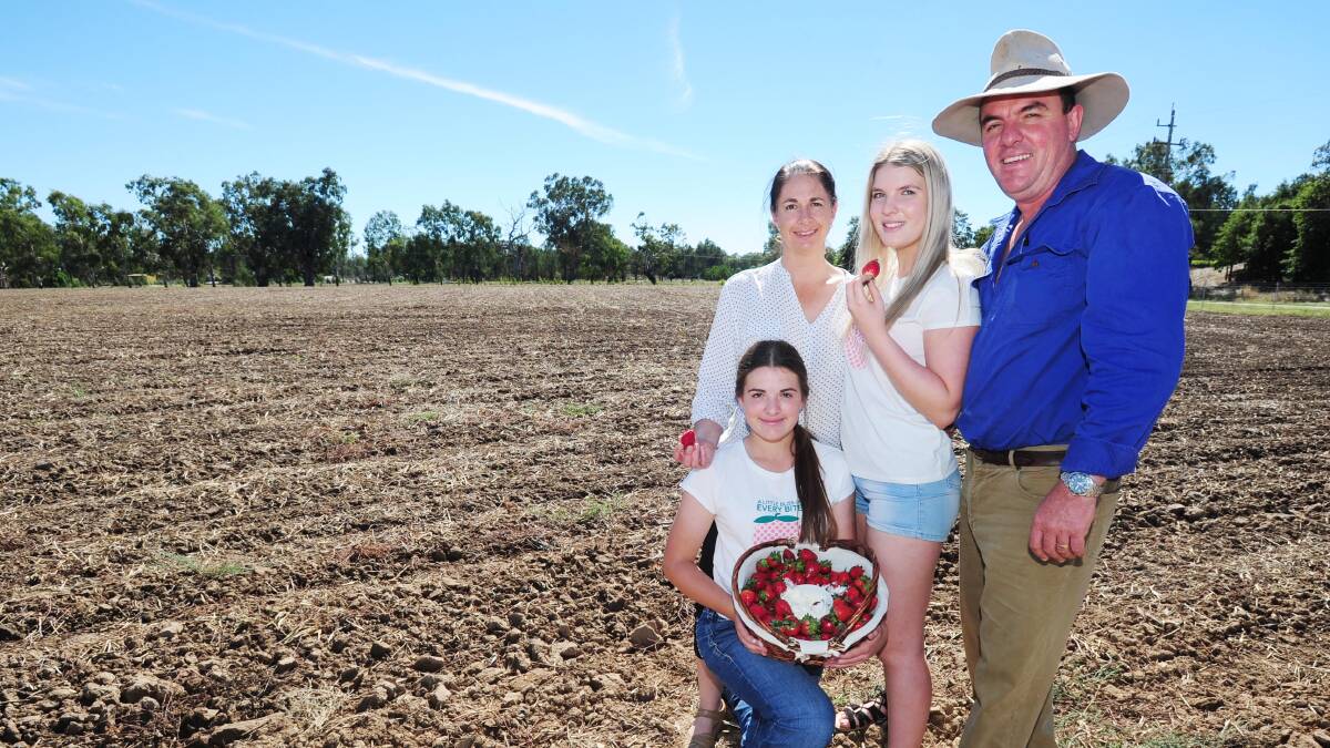 The Cashens (Kylie, Brooklyn, Lawanna, and Michael) Cashen are celebrating Christmas early after council formally approved their berry farm proposal. Picture: Kieren L. Tilly