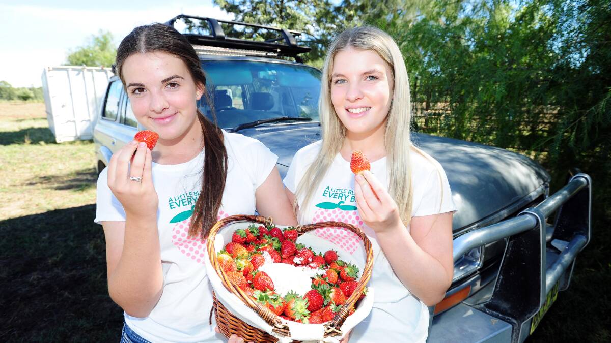 BERRY GOOD: Brooklyn Cashen,15, and Lawanna Cashen,18, showcase Bidgee Strawberries and Cream produce in March this year. Site owner Michael Cashen believes his site is safe for development. Picture: Kieren L. Tilly