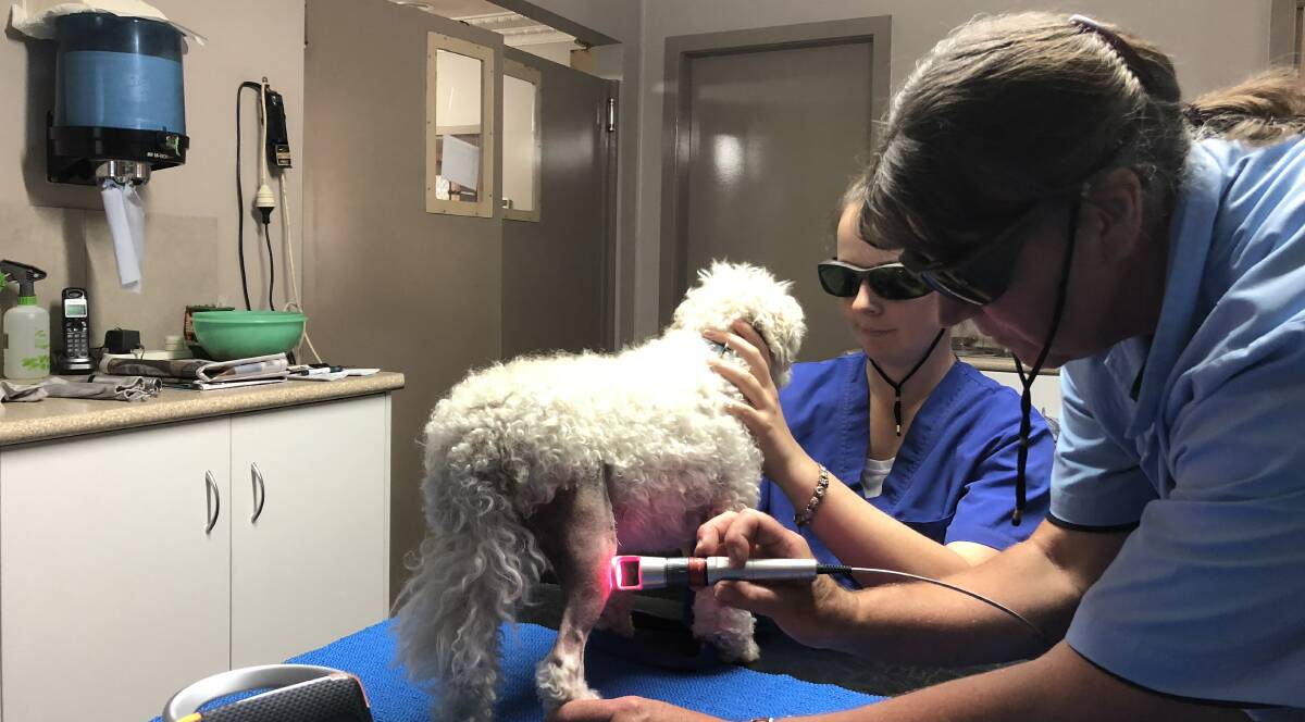 NEW TECHNOLOGY: Dr Lynne Bodell applies a new K-Laser to patient Bentley at her Chaston Street clinic. It's the first veterinary laser in Wagga.