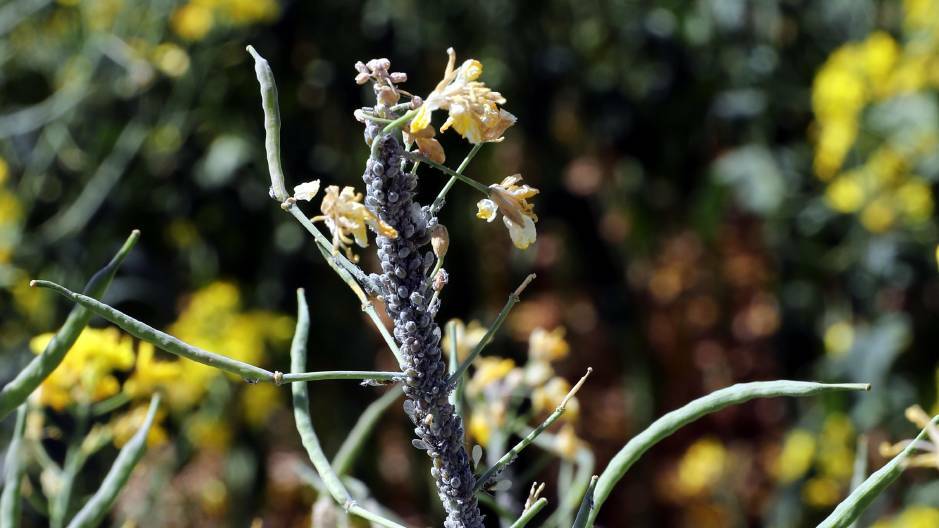 SWARM: Entomologists believe increased aphid numbers in Wagga are a result of a dry season and increased pressure fronts. Picture: Les Smith