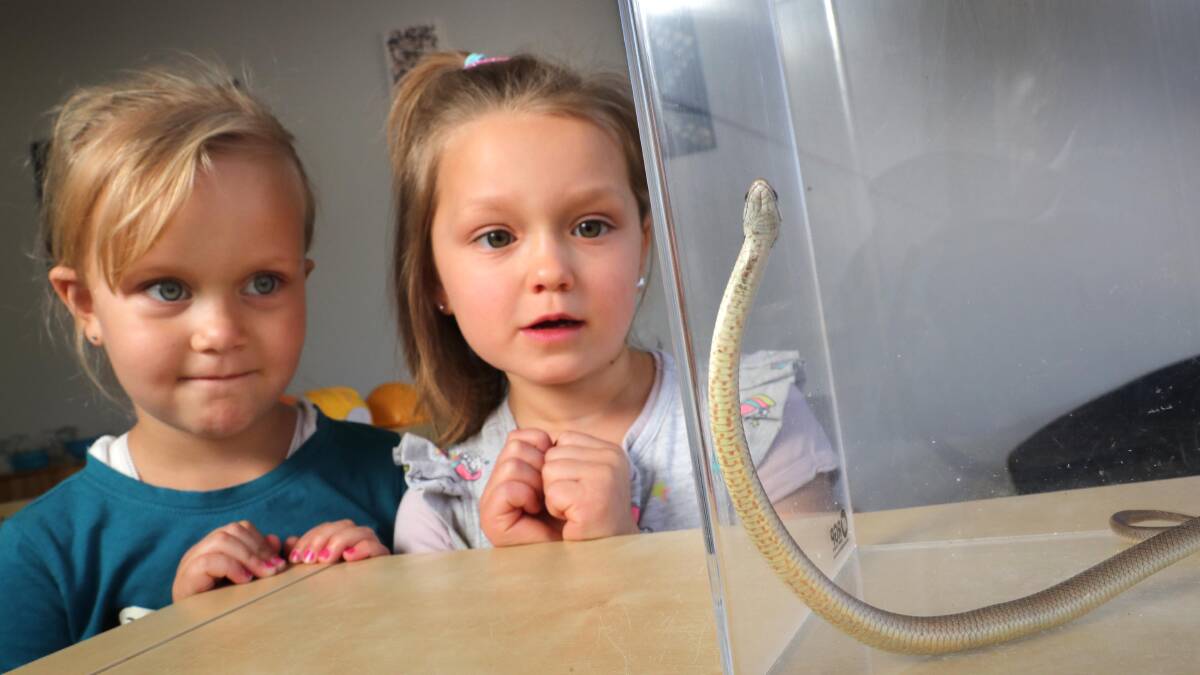 SNAKES ALIVE: Arabella (4) and Tess (5) check out the eastern brown caught inside their childcare centre this morning. Picture: Les Smith