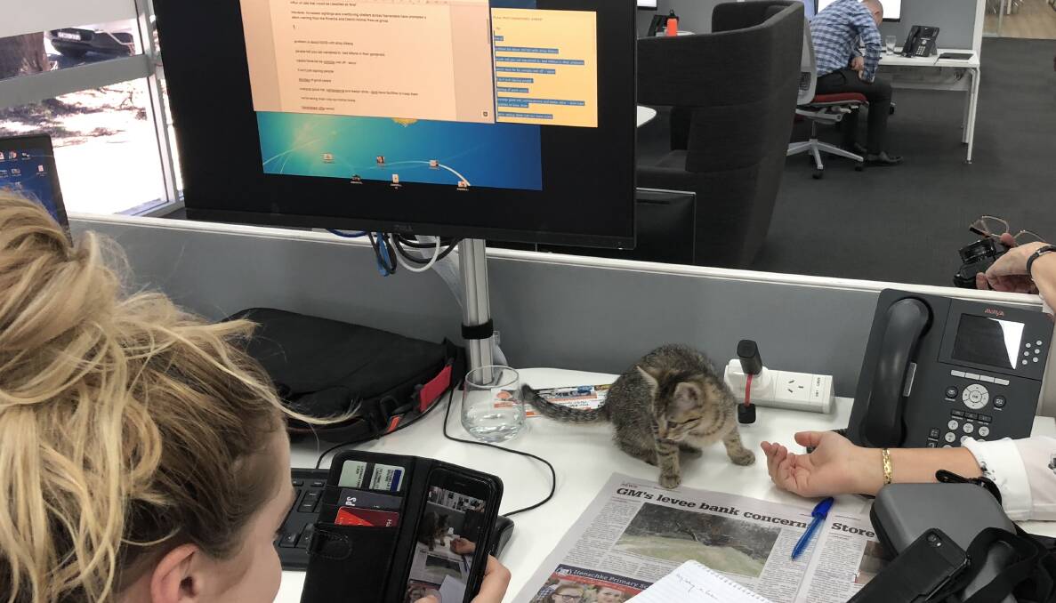 THEY'RE EVERYWHERE: Stray kittens are being sighted all across the city - one even made it into the office. 