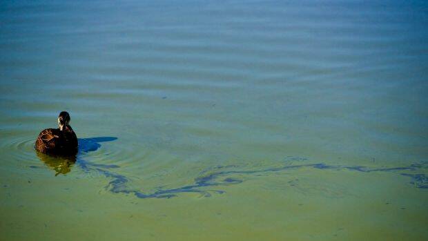 WARNING: Blue-green algae readings are dangerously high on Lake Albert, council reports. 