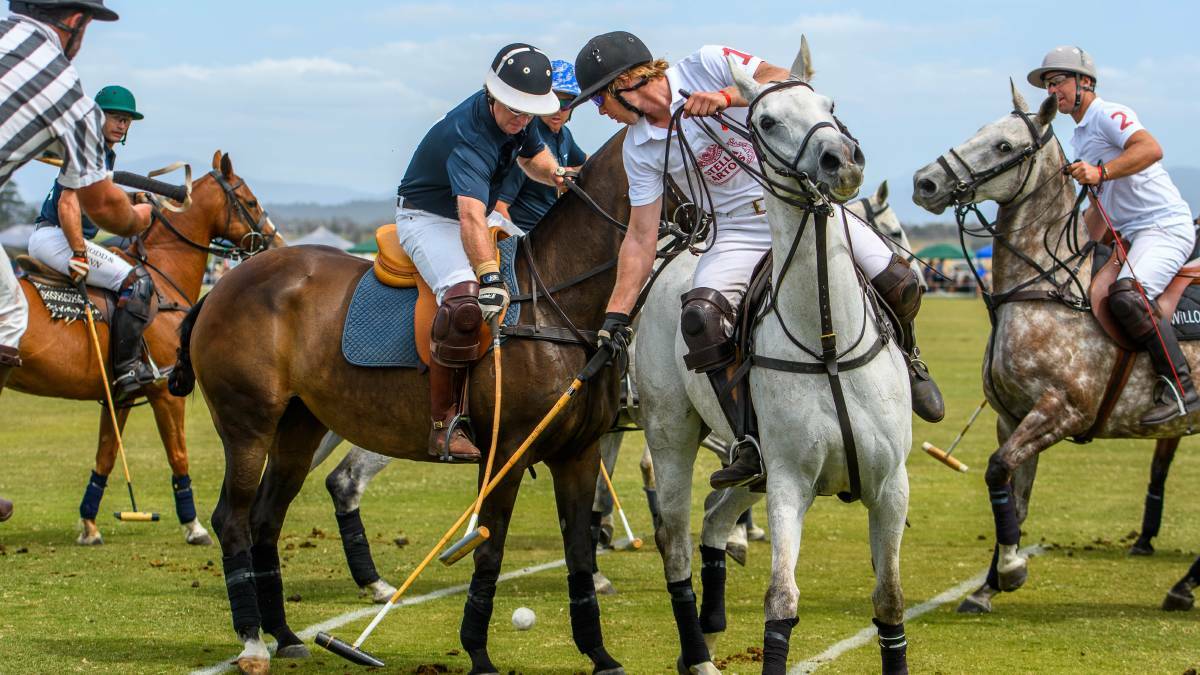 INVESTIGATIONS ONGOING: The death of 16 horses who competed at the Barbougle Polo tournament in Tasmania (pictured) is being keenly investigated. Picture: The Examiner