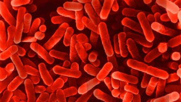 SPOTTED IN NSW: Legionella bacteria, which can cause a bacterial lung infections, has been sighted in NSW. MLHD reports no reportable cases have been identified in the Riverina.