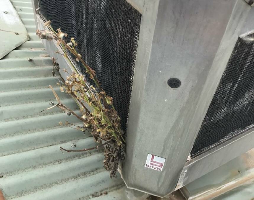 TREE TROUBLES: Plant life has begun sprouting from a number of Wagga air conditioning units. Perhaps you should be checking yours too...