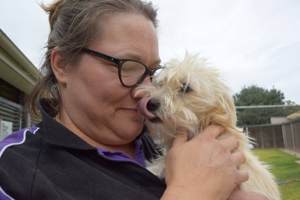 PRICE OF LOVE: Council staff say the cost of adoption at Wagga's Glenfield Road Animal Shelter is justified by veterinary expenses. Picture: Jody Lindbeck