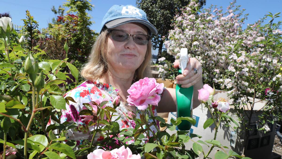 FLOWER POWER: Nursery worker Maria Ligakis sizes up her aphid opposition over a rosebush at Wagga's Gardeners Studio. Picture: Les Smith