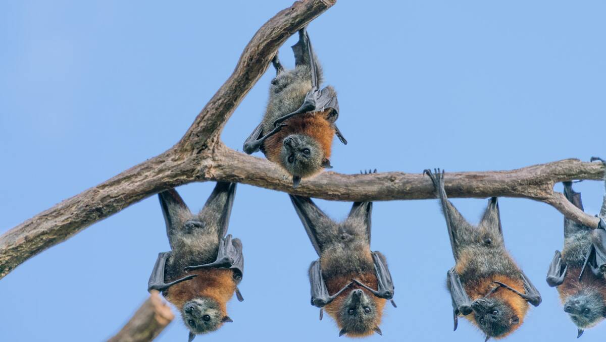TAKE CARE: Residents have been urged to take caution and avoid contact with bat and flying foxes over lyssavirus concerns. Picture: WIRES