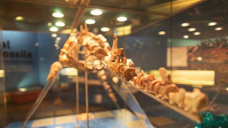 Also on display will be an opalised skeleton of one of the aforementioned monsters – a 6.5m plesiosaur – which died as the inland sea dried up. Photo: South Australia Museum