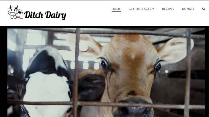 The Ditch Dairy web site tells people to cut dairy products from their diet due to the alleged cruelty to cows. Photo: Supplied