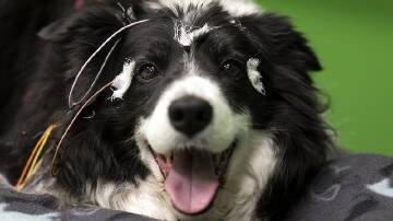 A small study of canine brain waves has found dogs can associate words with objects, like humans do. (AP PHOTO)