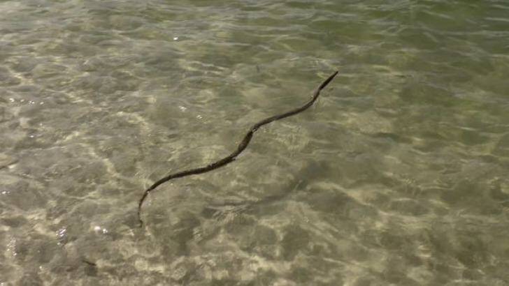The brown snake seen in the water at Forster.  Photo: Edweena Singh