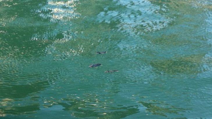 Three fairy penguins, also known as little penguins, frolic in Sydney Harbour on Tuesday afternoon. Photo: Chris Jenkins