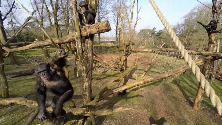 Chimps arm themselves with sticks and figure out how to force the drone to the ground. Photo: YouTube
