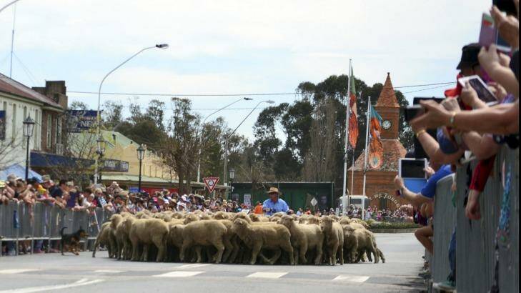 Sheep stop at a pedestrian crossing on Boorowa's main street during the town's annual Running of the Sheep.  Photo: Belinda Cleary