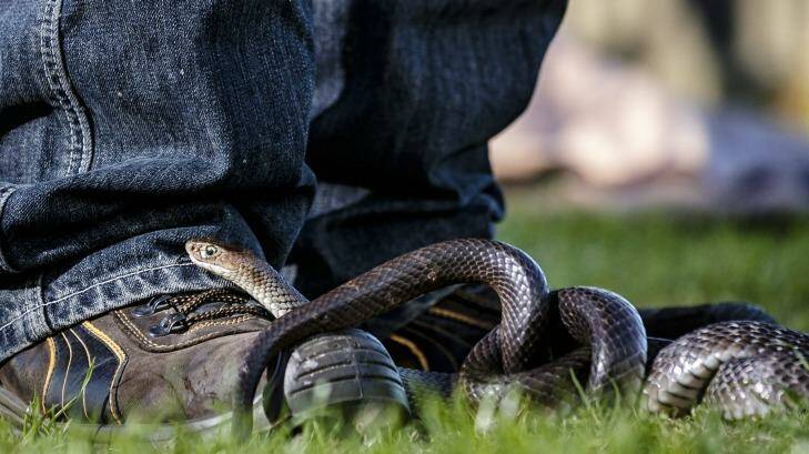 A common, and deadly,  Eastern Brown snake slithers around Rob Ambrose's feet during the weekly La Perouse snake show.  Photo: Brook Mitchell