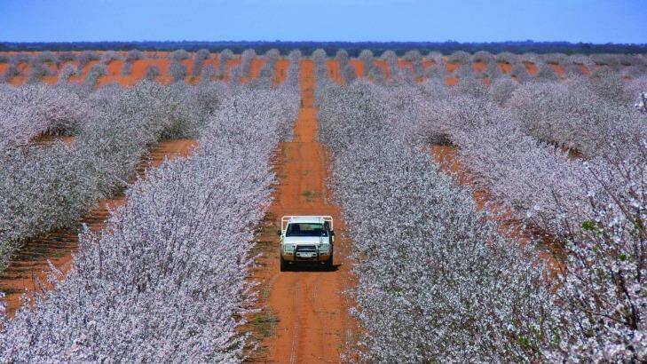 Australia biggest listed almond producer, Select Harvest, says the China trade deal will improve Australia's competitiveness and safeguard the country's high standard of living. Photo: Leigh Henningham