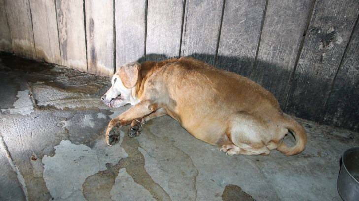 A dead dog at a puppy farm in Armidale Photo: Supplied 