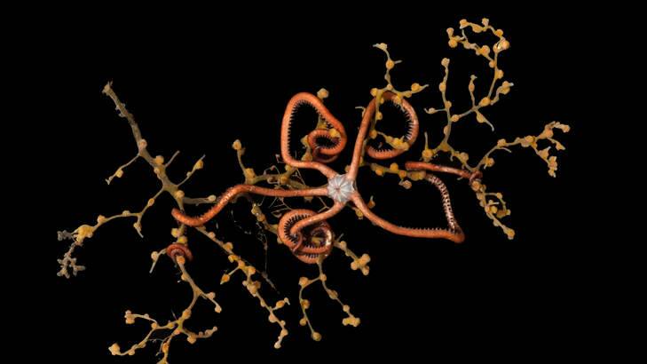 Starring role: Brittle stars are helping solve ocean mysteries. Photo: Museum Victoria