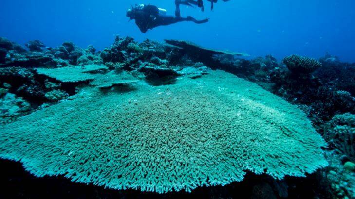Plate coral on the Great Barrier Reef. Photo: Jason South