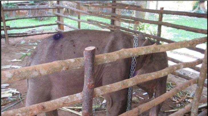 An elephant, purported to  have come from Myanmar, confiscated from the illegal trade in Thailand,. Photo: TRAFFIC