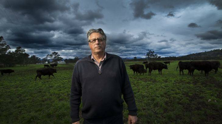 Class cattle: Neighbours have a beef with David Blackmore's farming ways. Photo: Simon O'Dwyer
