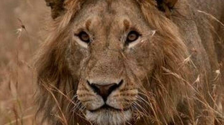 Shot dead: Cecil the lion Photo: ALDF