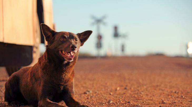If online piracy is not stamped out, Australian films such as <i>Red Dog</i> would not be produced, warns Village chief.