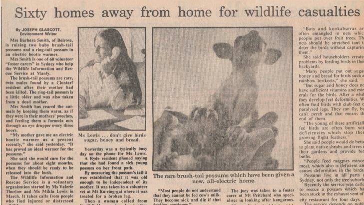 A Herald article from 1986 noted WIRES had 150 rescuers, 60 foster carers and 50 vets.
 Photo: Supplied