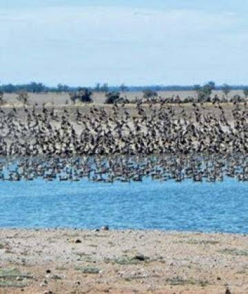 Mia Hunt's photograph of a large flock of ducks. Photo: The Land