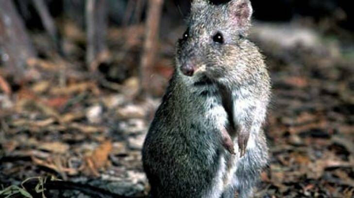 The world's rarest marsupial has got a fresh start in WA.