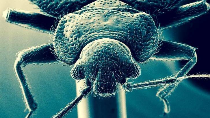 Common bed bug under an electron microscope. This specimen of Cimex lectularis was found in a Parramatta home. Photo: University of Sydney