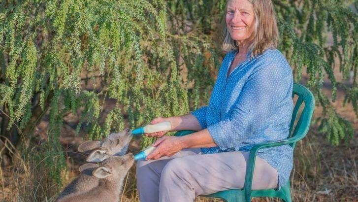 WIRES founder Mikla Lewis feeds kangaroo joeys at her property in Grenfell. Photo: WIRES