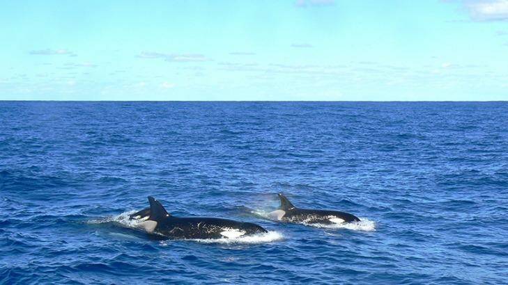 Killer whales off the WA coast Photo: Lucy Murray 