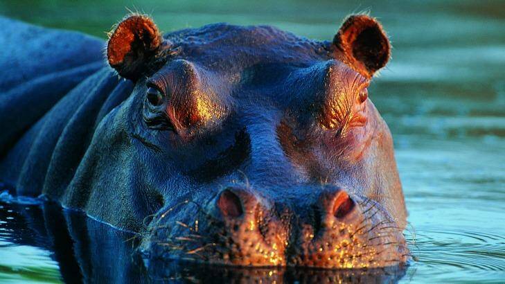 Eye to eye with a hippopotamus.